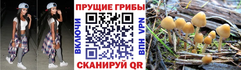 цена наркотик  Гаврилов Посад  Псилоцибиновые грибы Psilocybine cubensis 